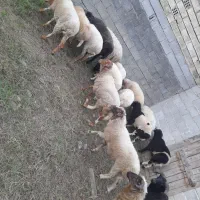 گوسفند بره نر و ماده