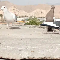 بدرنگ شامی، سینه قهوی