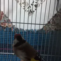 سهره قرص خون|پرنده|محلات, |دیوار