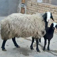 قوچ و بره قوچ اصیل شال دوقلو زا