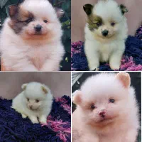 پامرانین|سگ|رشت, گلسار|دیوار