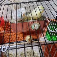 مرغ عشق نرو ماده با جوجه بزرگ شده و قفس کامل