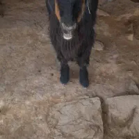 ۳تا بز آبستن برا فروش|حیوانات مزرعه|مسجد سلیمان, |دیوار