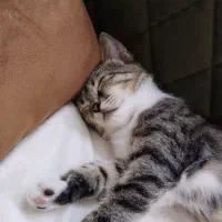 واگذاری رایگان گربه|گربه|رشت, نیروی دریایی|دیوار