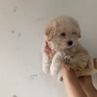 چهارقلاده توله سگ