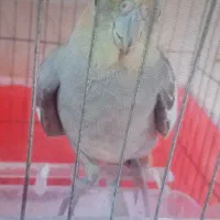 عروس هلندی گمشده|حیوانات|رحیمآباد, |دیوار