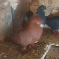 فروش ۶ عدد راعبی سرخ و سفید سالم وزیبا همه باهم