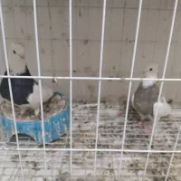 یه جفت بدرنگ|پرنده|قزوین, |دیوار