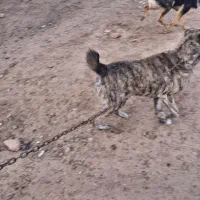 سگ ۳ساله نر|سگ|سبزوار, کهنه آب|دیوار