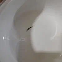 قابلمه|ظروف پخت‌وپز|سنندج, |دیوار