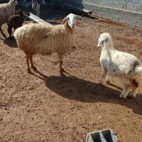 2راس میش زاییده و آبستن