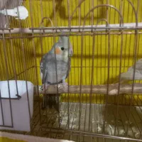 عروس هلندی|پرنده|اهر, |دیوار