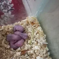 همستر وینتر وایت و کمپل|موش و خرگوش|تهران, مشیریه|دیوار