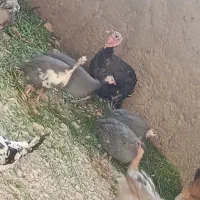 مرغ شاخ دار