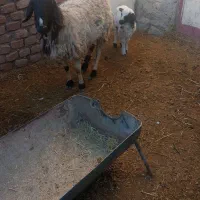 یک عدد میش زاییده بره ماده