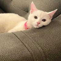 گربه میکس پرشین واسکاتیش