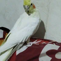 قیمت ۲۰۰۰۰۰۰