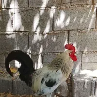 خروس
