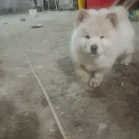 سگ چاو چاو|سگ|ارومیه, |دیوار