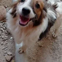 معاوضه با عروس هلندی|سگ|خمینی‌شهر, |دیوار