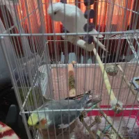 عروس هلندی جفت ماده البینو|پرنده|کردکوی, |دیوار