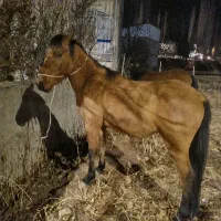 اسب|اسب و تجهیزات اسب‌سواری|کوهسار (البرز), |دیوار