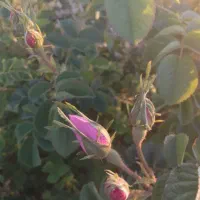 غنچه گل محمدی تازه چیده لاله زار