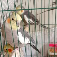 پرنده