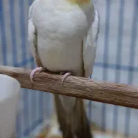 عروس هلندی سخنگو و اهلی