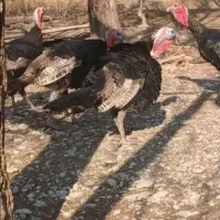 بوقلمون نرو ماده