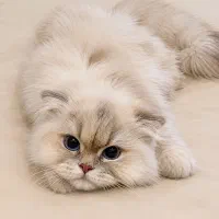گربه اسکاتیش فولد لانگ هیر
