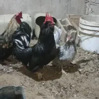 جوجه مرغ محلی جوجه فری خروس فری  پاکر