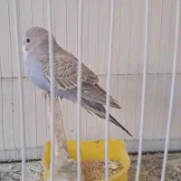 معاوضه مرغ مینا ومرغ باکوتوله|پرنده|بجنورد, |دیوار