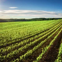 فروش زمین کشاورزی ابی ودیمی