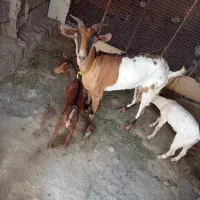 فروش کهره بادو بچه نر|حیوانات مزرعه|میناب, |دیوار