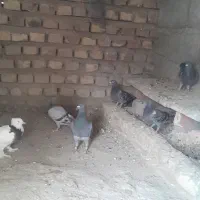 این کبوتر ها رو دزد برده هر کی پیداکن|حیوانات|هیرمند, |دیوار