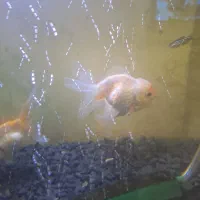 ماهی های گلد فیش خارجی گریدaaaaa|ماهی|قرچک, مهدیه|دیوار