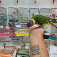 پرنده دستی سخنگو|پرنده|شیراز, شهرک پرواز|دیوار