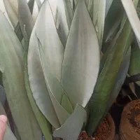 فروش انواع گلهای سانسوریا|گل و گیاه طبیعی|چابهار, |دیوار