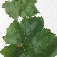 برگ انگور فریزری