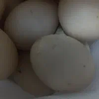 تخم اردک اسراییلی|خوردنی و آشامیدنی|خاتم, |دیوار