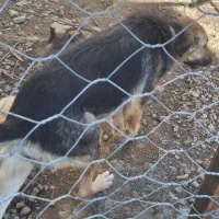 سگ  ژرمن ماده شکم طلا