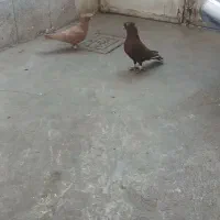 سرخ زرد نر و ماده اصلی|پرنده|سبزوار, زینبیه|دیوار