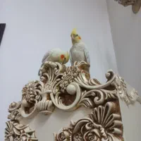 عروس هلندی دستی وسخن گو|پرنده|قم, زاویه|دیوار