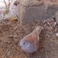 کبوتر خانگی