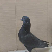 ۶عدد کبوتر زیر قیمت|پرنده|سیرجان, |دیوار