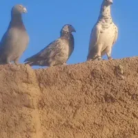 کفتر پرشی|پرنده|نیشابور, حقیه|دیوار