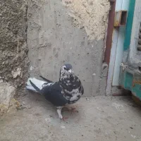 ساده سیاه|پرنده|زارچ, |دیوار