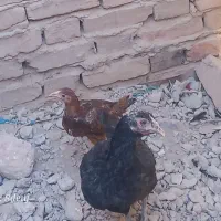 ۳ عدد مرغ محلی|حیوانات مزرعه|خاش, |دیوار