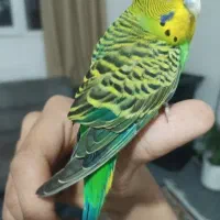 مرغ عشق دستی بالغ با قفس